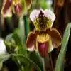 Lady’s slipper orchid Flower