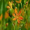 Leopard Lily Flower