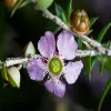 Leptospermum Flower