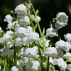 Lily of the Valley Flower
