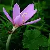 Meadow saffron Flower