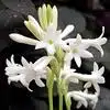 Mexican uberose Flower