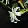 Night Blooming Jasmine Flower