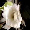Night-blooming Cereus Flower