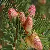 Norway Spruce Flower