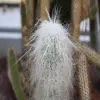 Old man cactus Flower