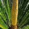 Palms Flower