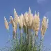 Pampas Grass Flower