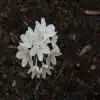 Paperwhite Narcissus Flower