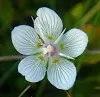Parnassia Flower