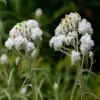 Pearly Everlasting Flower