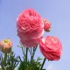 Persian Buttercup Flower