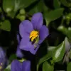 Persian Violet Flower