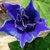 Picotee Blue Morning Glory Flower