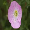 Pink Primrose Flower