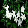 Pinwheel Jasmine Flower