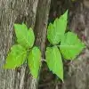 Poison Ivy Flower