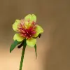 Portulaca Flower