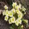 Primrose Flower