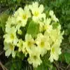 Primula flower Flower