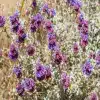 Purple Sage Flower