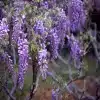 Purple wisteria Flower