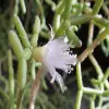 Rhipsalis Flower