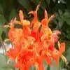 Rohira Flower