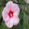 Rose Mallow Flower