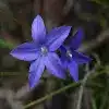 Royal bluebell Flower