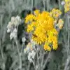 Sagebrush Flower