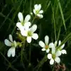 Saxifrage Flower