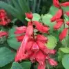 Scarlet Sage Flower