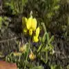 Showy Rattlepod Flower