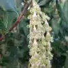 Silk Tassel Bush Flower