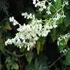 Silver Lace Vine Flower