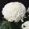 Snowball Flower