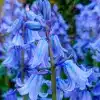 Spanish Bluebell Flower