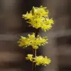 Spicebush Flower