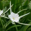 Spider Lily Flower