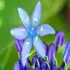 Squill Flower
