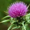 St. Mary's Thistle Flower