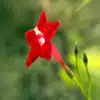 Star Glory Flower