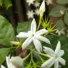 Star Jasmine Flower