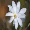 Star magnolia Flower