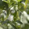 Stevia Flower