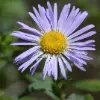 Subalpine Violet Flower