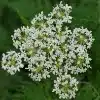 Sweet Cicely Flower