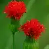 Tassel Flower
