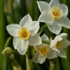 Tazetta Narcissus Flower